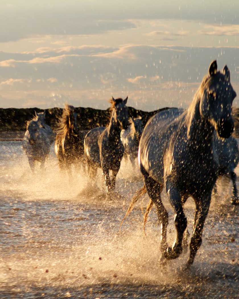 manade et chevaux blancs en Camargue gardoise au coucher du soleil