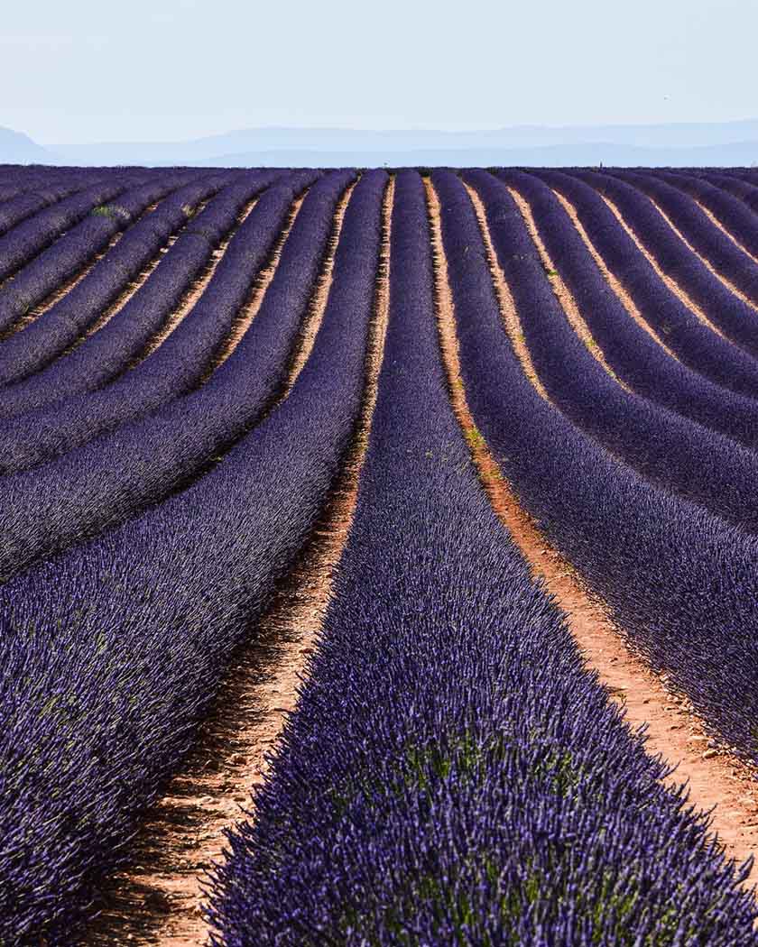 champ de lavande devant le Mont Ventoux au mois de juin