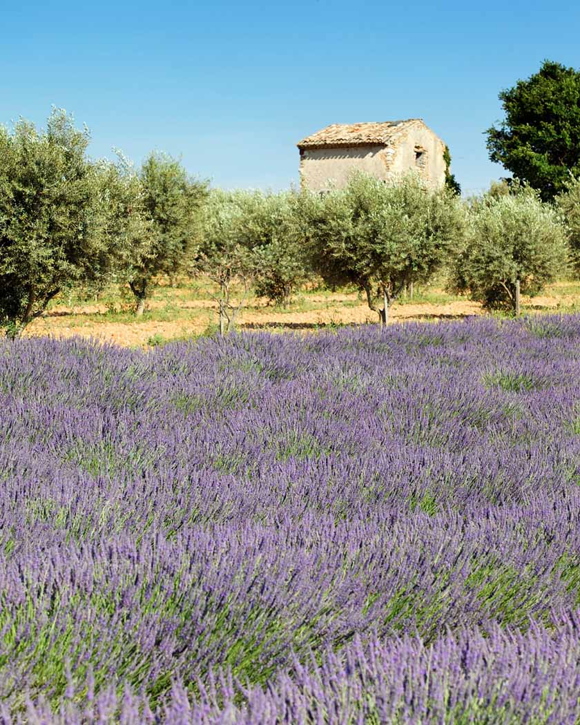 champs de lavande et d'oliviers en devant une bâtisse en pierre dorées en Provence